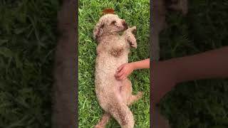 Video preview image #1 Golden Retriever-Unknown Mix Puppy For Sale in Weston, FL, USA