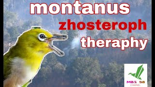 Download lagu Terapi montanus betina || terbukti mp3 Download lagu Terapi montanus betina || terbukti mp3