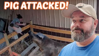 SOW ATTACKED When We Took All Her Babies-Then This Happened!
