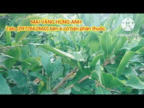 October 23rd review how big or small the apricot buds are