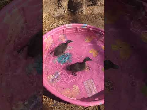 , title : 'Ducklings first dip in the pool! #homestead #ducks #cayuga #ducklings'