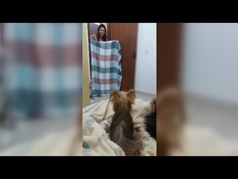 Two Cute Dogs Started Fighting After Their Owner Made The What ...