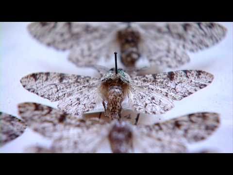 A black and white story?