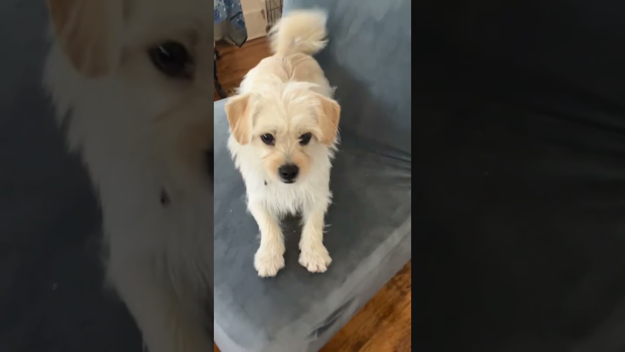 Phoebe , a ADOPTABLE mixed breed in Santa Monica, CA video 4/4