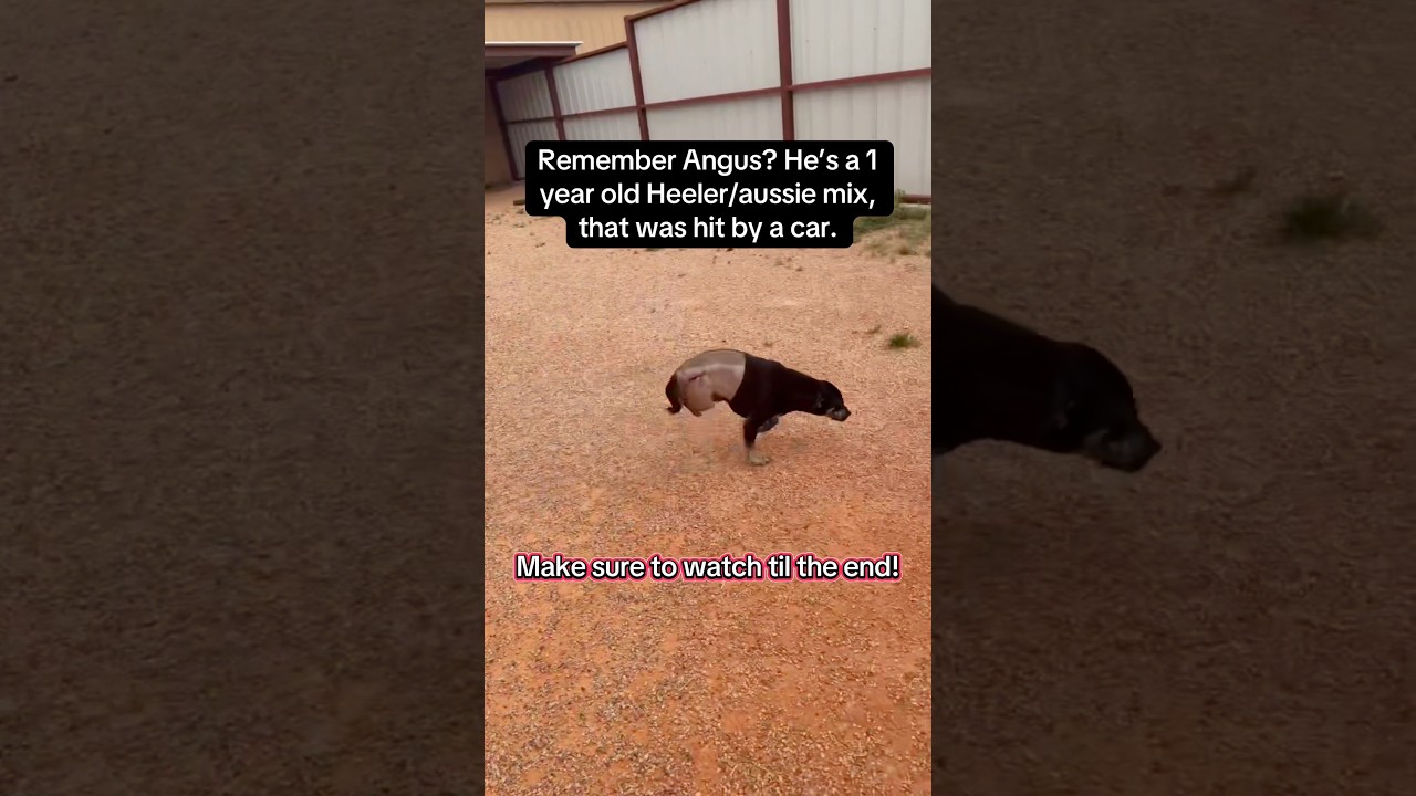 Enlarge Angus, a ADOPTABLE mixed breed in Blue Springs, MO video 6/6