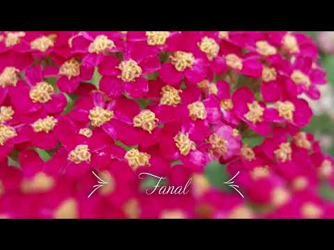 John Cullen Gardens - National Collection of Achillea millefolium