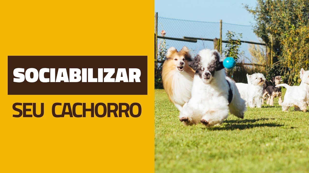 Como SOCIABILIZAR um cão com outros cães