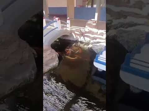 #clube #caldasnovasgoias #felipearaujocantor #viralvideo