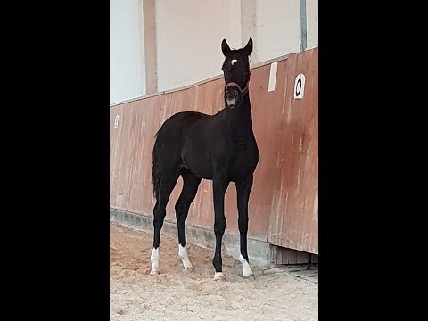 OL Stutfohlen von Blue Hors Veneziano