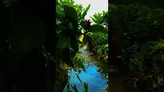 Download lagu Story wa cinematic lagu terbaru Papa Muda x koplo (TRENDING TIK TOK) 📸😍#cinematic mp3