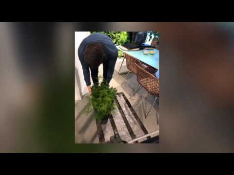 Luwasa Greenstyling - bygger skräddarsydd växtvägg för mässa