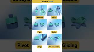 Types of Joints used in Bones 🦴 📌