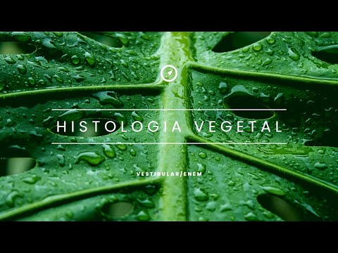 Histologia Vegetal - Revisão ENEM/VESTIBULAR