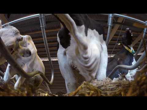 GEA Dairy Farming - GEA Barn Equipment: High-Tech for cow comfort