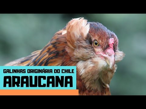 , title : 'RAÇA DE GALINHA ARAUCANA | galinha descendentes dos ÍNDIOS CHILENOS'
