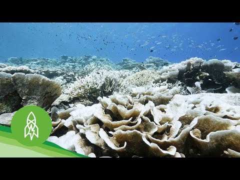 【環境教育】這些科學家幫助培育珊瑚小寶寶！ (Racing to Save Dying Coral Reefs)
