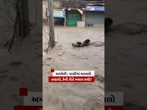 Gujarat Rain : વરસાદી પાણીમાં આખલો તણાયો, કેવી રીતે બચાવ થયો?