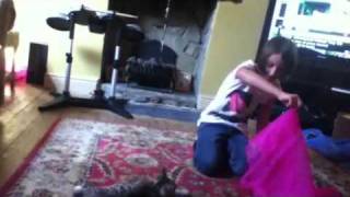 Crazy kitten Crazy kitten