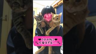 ウチのねこが可愛すぎる〜 #猫 動画　#猫　#ぷっくりシール