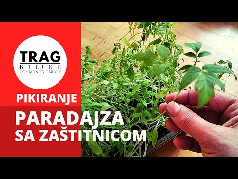 TOMATO - TRANSPLANTING WITH PROTECTOR