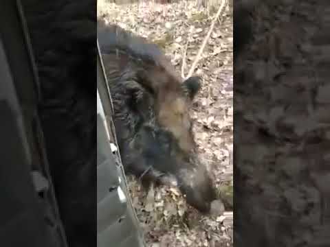 Красавчик Боря