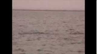 preview picture of video 'Irrawaddy Dolphins'