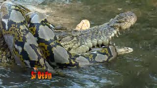Download lagu Battle of Reptile, Crocodile VS Python mp3 Download lagu Battle of Reptile, Crocodile VS Python mp3