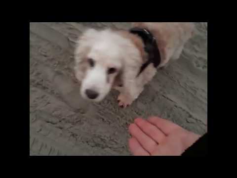 22.12.2017 Zoutelande