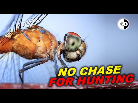 The Most Accurate Hunter: Dragonfly