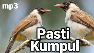 Download lagu kutilang ribut...!!! panggil kutilang liar di jamin ampuh mp3 Download lagu kutilang ribut...!!! panggil kutilang liar di jamin ampuh mp3