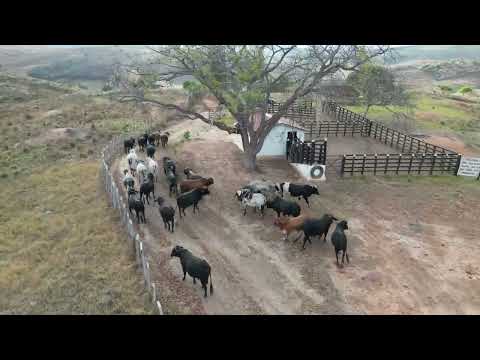 Fazenda Ant Carlos Pedra Branca Ceará #agro 