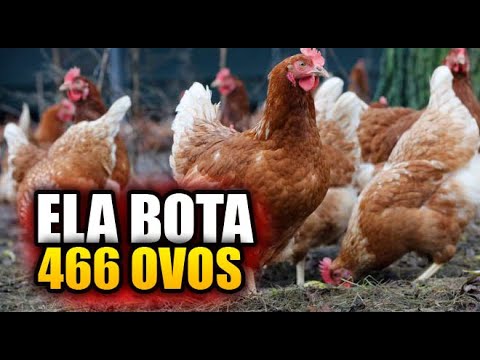 , title : 'ELA BOTA 466 OVOS, A MELHOR GALINHA POEDEIRA DO BRASIL'