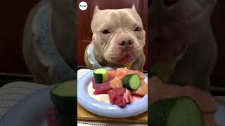 Download lagu DOG BULLY EATING RAW FOODS | Eating Sound #dogs #puppy #mukbang #shorts mp3 Download lagu DOG BULLY EATING RAW FOODS | Eating Sound #dogs #puppy #mukbang #shorts mp3