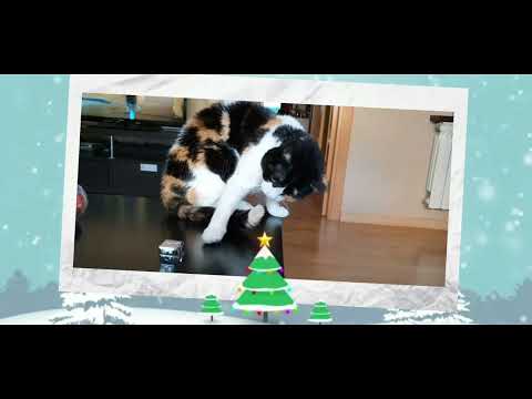 Cotufa y Pelusa les desean Feliz Año 2020