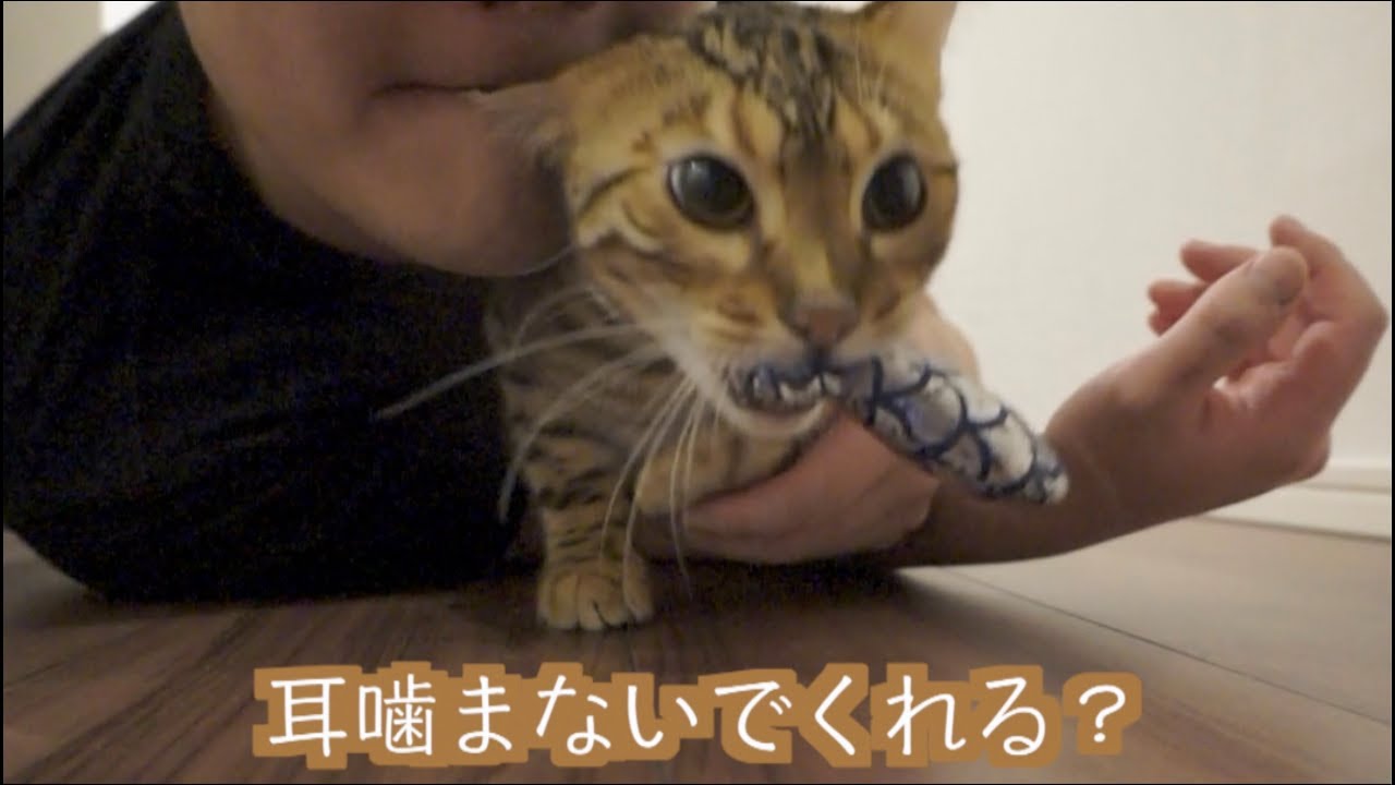 野生化したロゼを食べるとこうなる