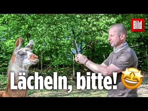 Tierische Konferenz: Ein Alpaka im Video-Chat!