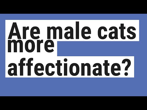 Are male cats more affectionate?