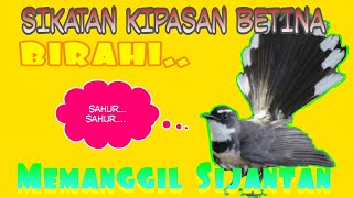 Download lagu Sikatan / Kipasan Betina || Kipasan Birahi memanggil Sijantan. mp3 Download lagu Sikatan / Kipasan Betina || Kipasan Birahi memanggil Sijantan. mp3