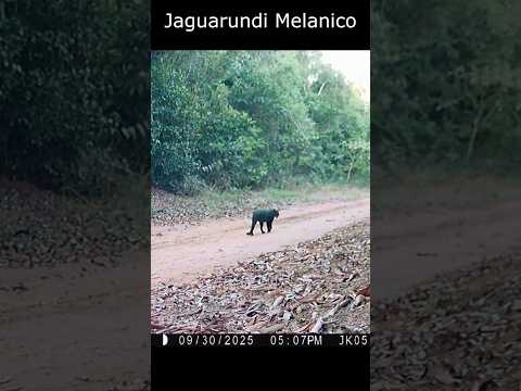 Jaguarundi Melânico em Nova Mutum, Mato Grosso.