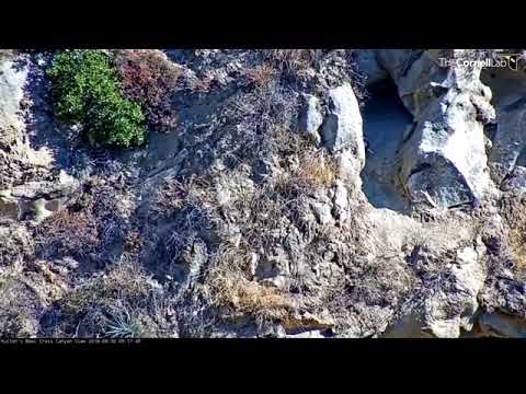 Hutton’s Bowl Condor chick heads down cliff side 8/30/18
