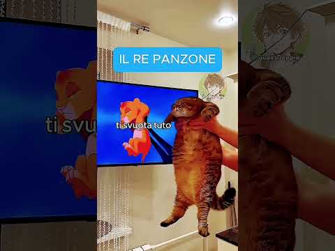Gatto PANZONE😂😸😼
