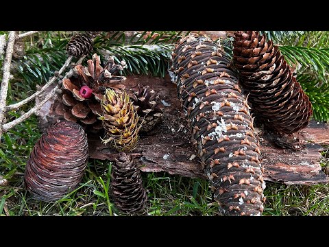 Die 10 häufigsten Nadelbäume anhand der Zapfen unterscheiden!