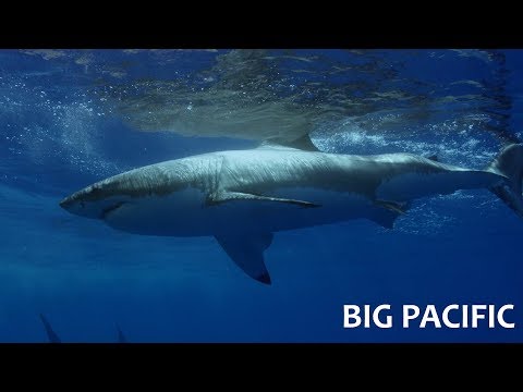  
            
            Секреты морских гигантов: Жизнь обитателей Тихого Океана

            
        