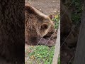 Sleepy Bear 🐻