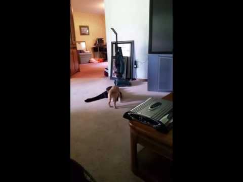 WOW....my dog jack is burying pizza crust in a JACKet