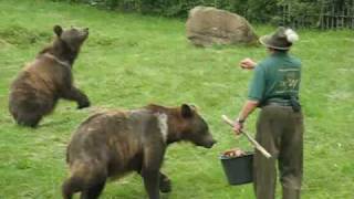 preview picture of video 'Fütterung der Bären im Wildparadies Tripsdrill'