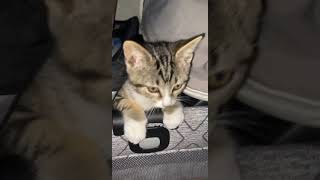 Tabby Cats Videos