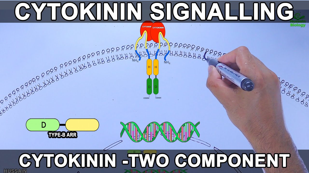 Cytokinin Signalling Pathway
