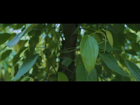 Selection of Mother Vines