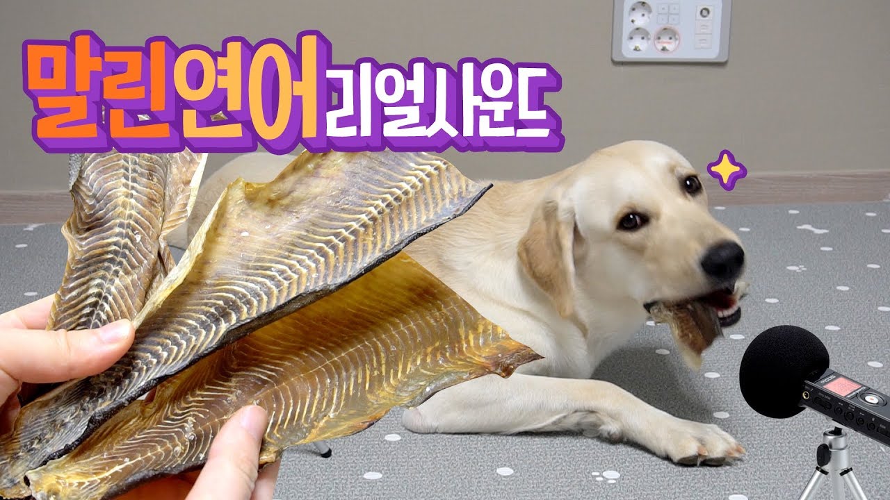 말린 연어 🐟 리얼사운드 🌼 귀여운 강아지 먹방